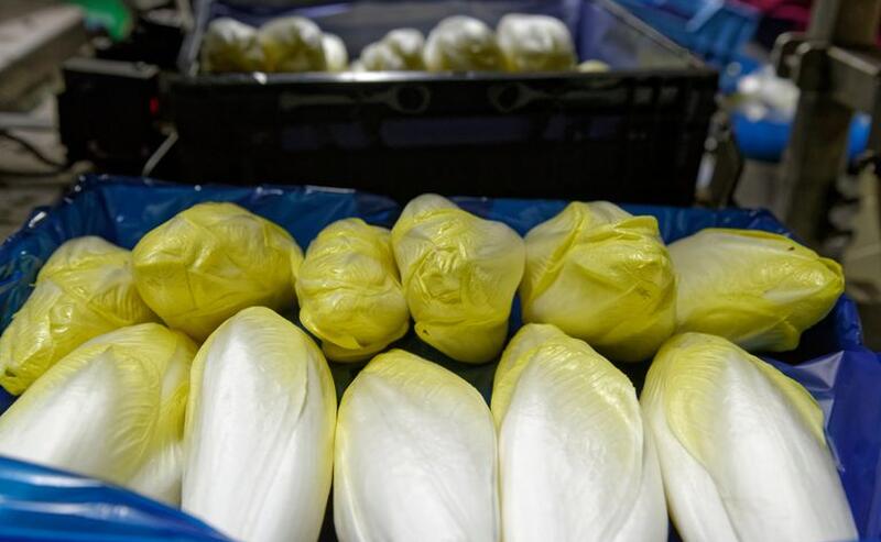 Energie slim inzetten bij witloofteelt: van dynamische prijzen naar slimme sturing